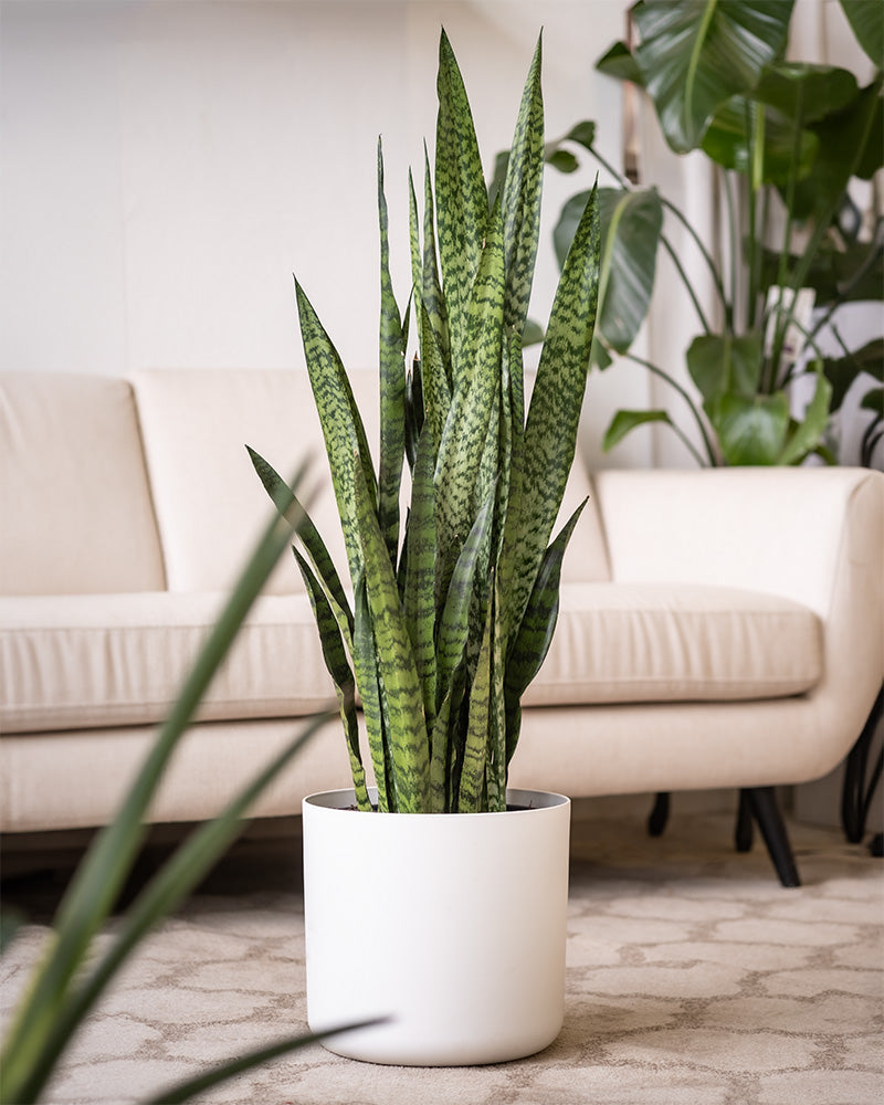 feey-gro-e-gr-ne-schwiegermutterzunge-sansevieria-zeylanica image 4