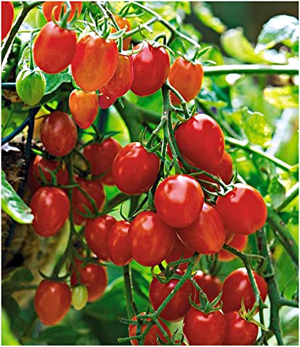 baldur-garten-snack-tomate-romello-f1-kirschtomaten-2-pflanzen image 4