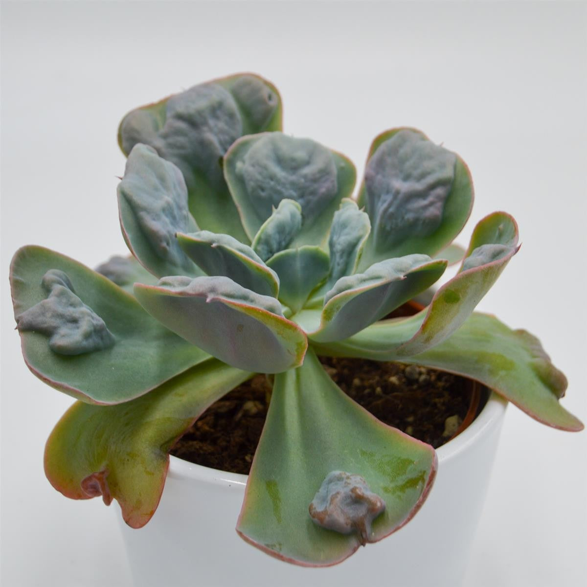 pasiora-echeveria-hearts-delight-sukkulente-10-5cm-topf image 2