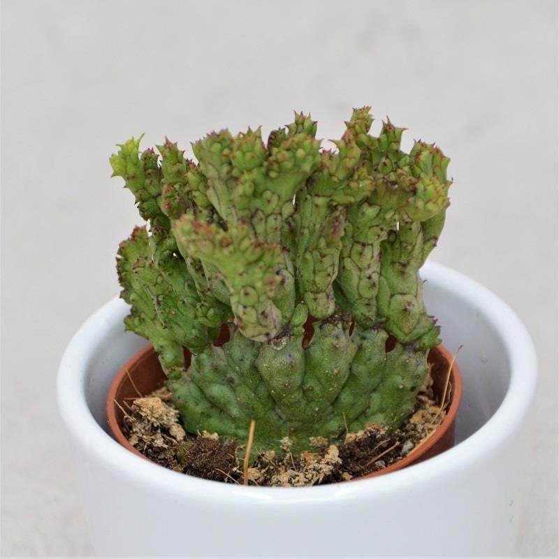 pasiora-euphorbia-enopla-f-cristata-coral-kaktus-sukkulente-5-5cm-topf image 1