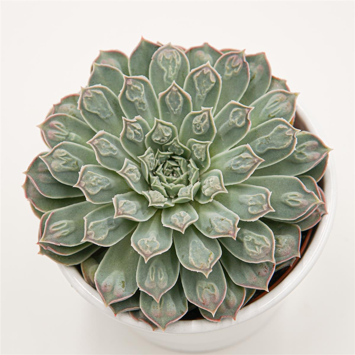 pasiora-echeveria-hearts-choice-sukkulente-10-5cm image 1
