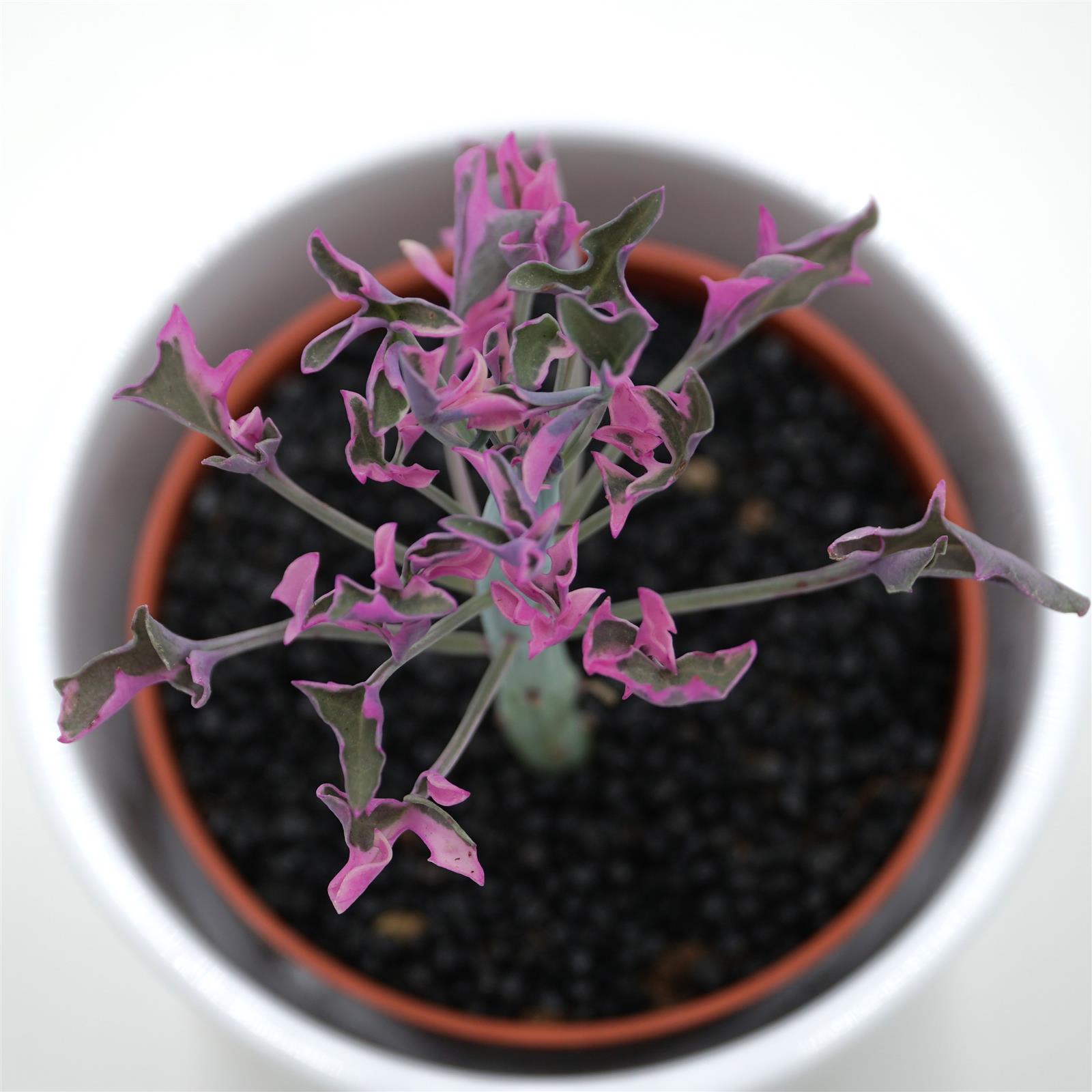 pasiora-senecio-articulatus-f-variegata-sukkulente-8-5cm-topf image 2