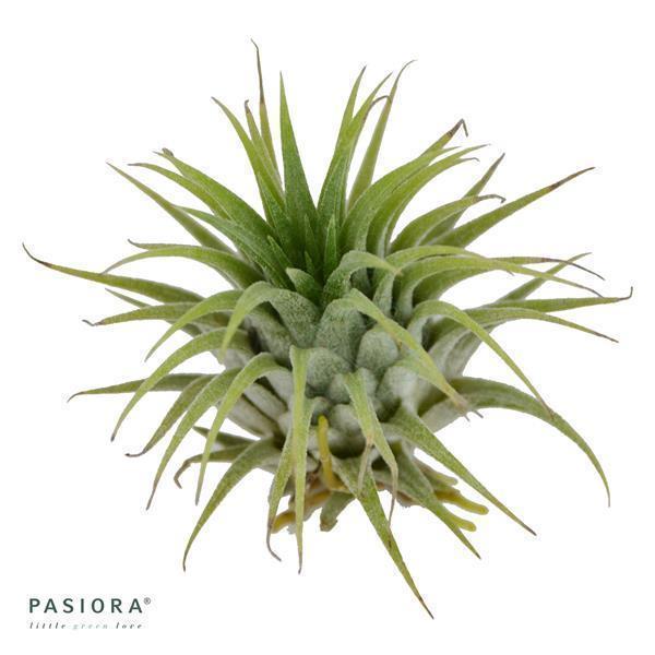 pasiora-tillandsia-ionantha-var-ionantha-luftnelke image 3