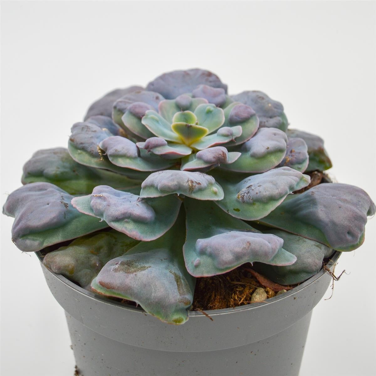 pasiora-echeveria-hearts-delight-echeverie-13cm image 1