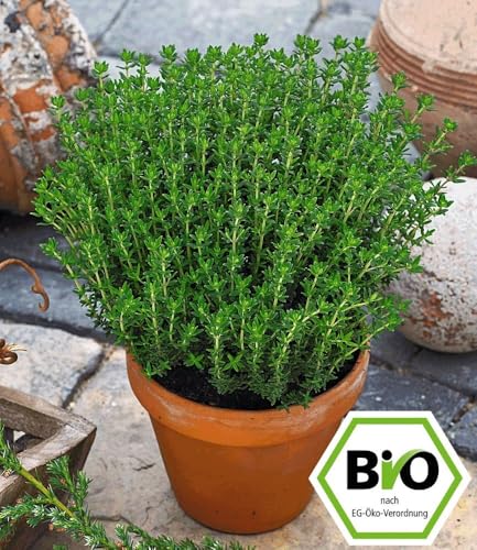 baldur-garten-bio-gew-rz-thymian-pflanze-13-cm-topf image 5