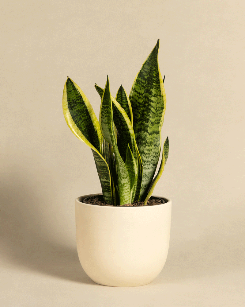 feey-schwiegermutterzunge-sansevieria-trifasciata-laurentii-zimmerpflanze image 6