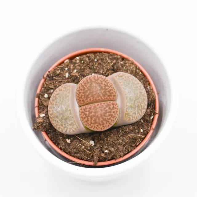 pasiora-lithops-ssp-lebende-steine-sukkulente-5-5-cm-topf image 1