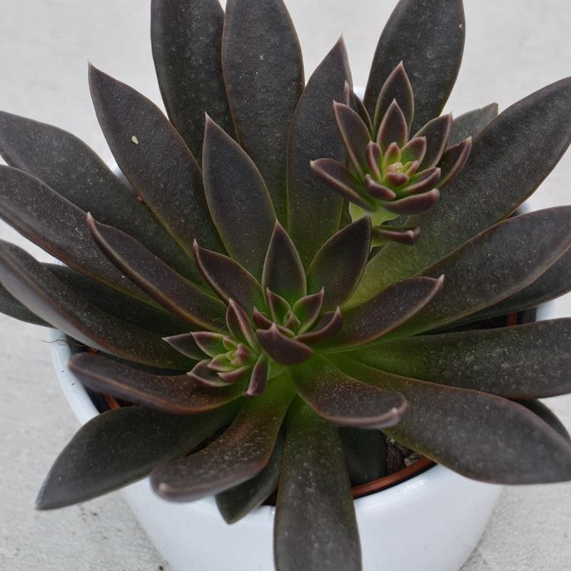 pasiora-echeveria-serrana-sukkulente-10-5cm-topf image 1