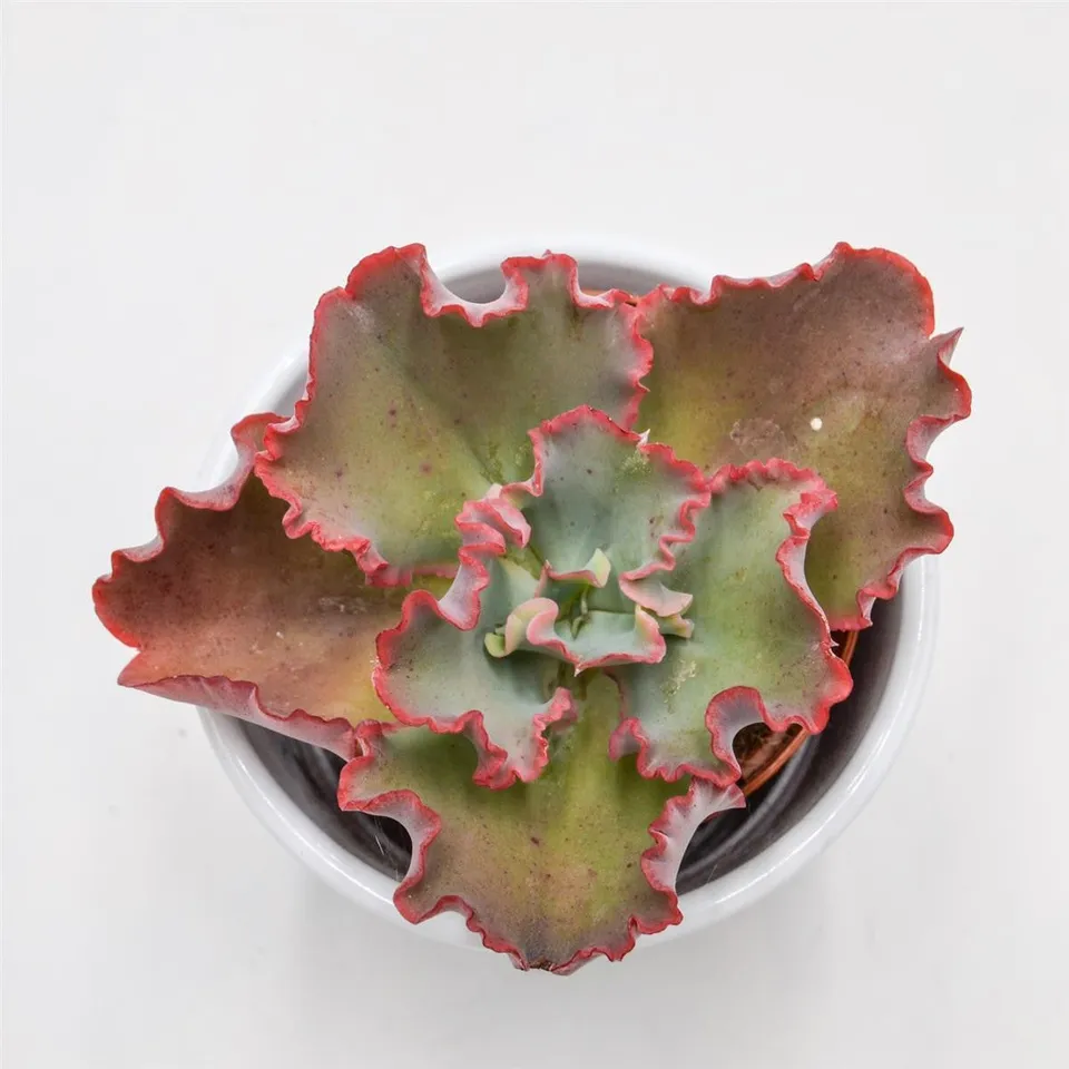pasiora-echeveria-dicks-pink-rosetten-sukkulente-8-5cm image 1