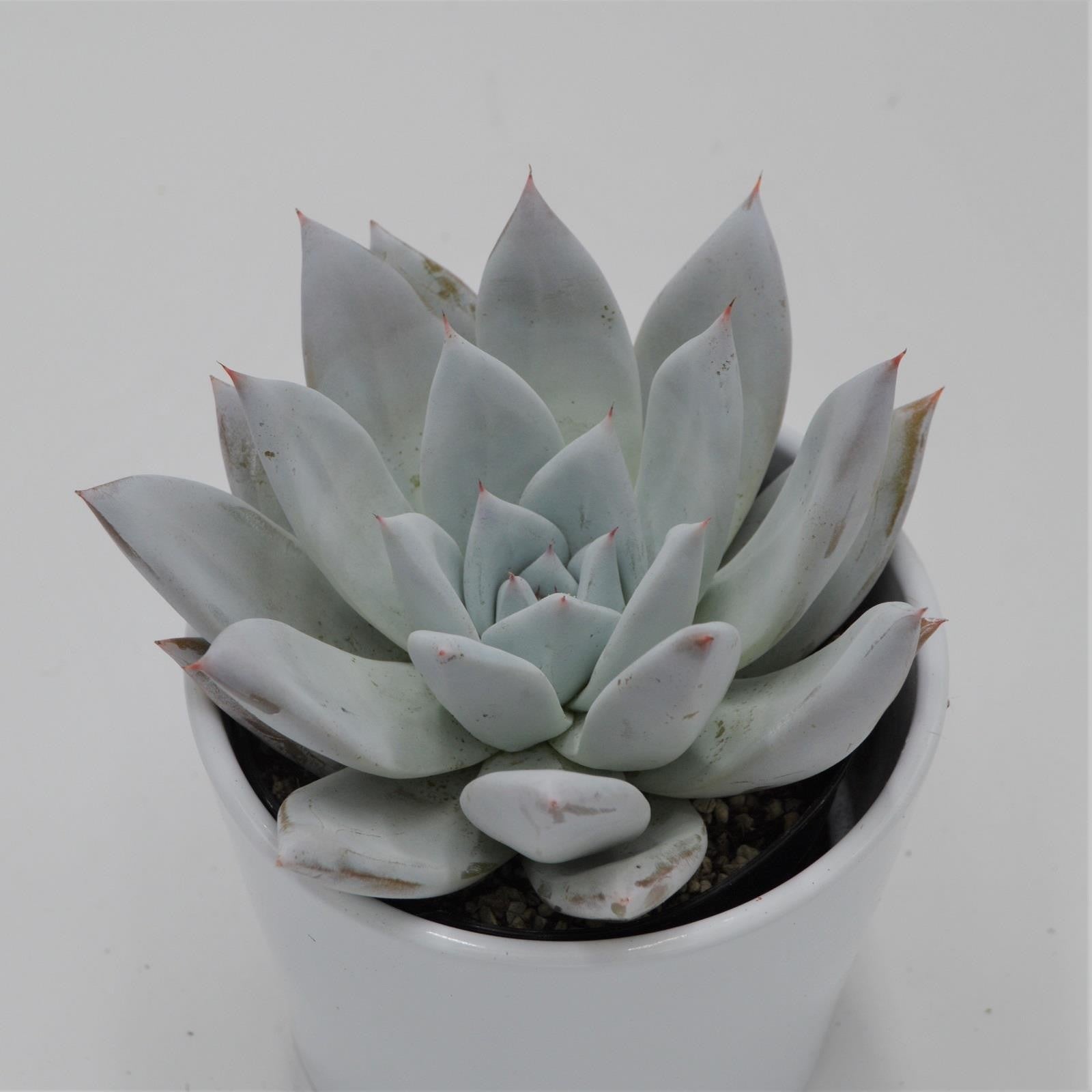pasiora-echeveria-mexican-giant-sukkulente-10-5cm image 2