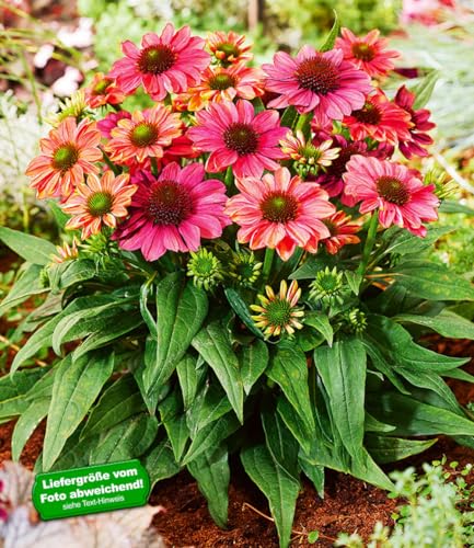 baldur-garten-echinacea-evolution-staude-im-9x9-cm-topf image 7