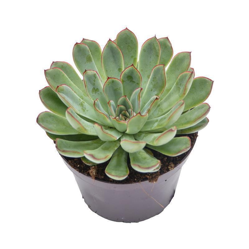 pasiora-echeveria-pulidonis-sukkulente-12cm-topf image 2