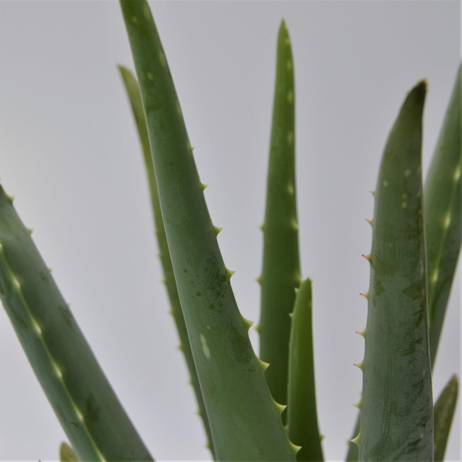 pasiora-aloe-vera-echte-aloe-12-cm-sukkulente image 2