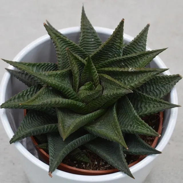 pasiora-haworthia-limifolia-twister-sukkulente-8-5cm image 1