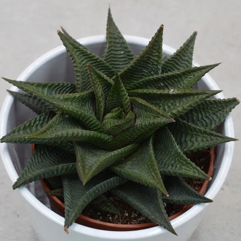 pasiora-haworthia-limifolia-twister-sukkulente-8-5cm image 1