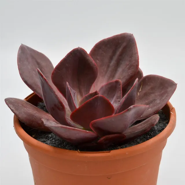 pasiora-echeveria-goiabinha-sukkulente-17cm-topf image 1