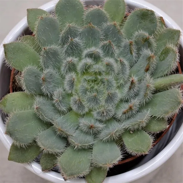 pasiora-echeveria-setosa-var-deminuta-sukkulente-8-5-cm image 1