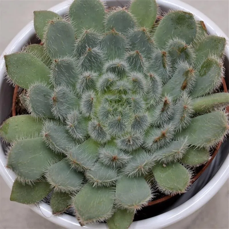 pasiora-echeveria-setosa-var-deminuta-sukkulente-8-5-cm image 1