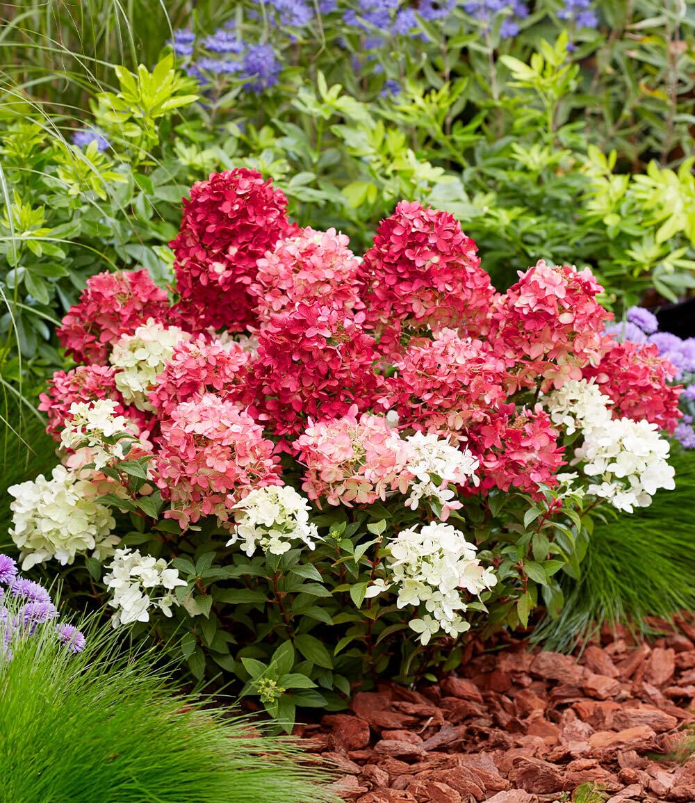 baldur-garten-niedrige-hortensie-groundbreaker-ruby-pflanze-im-14-cm-topf image 3