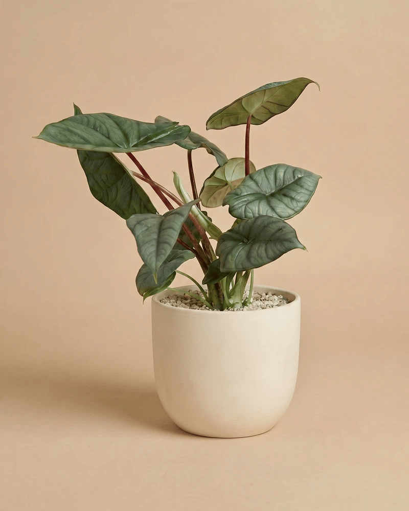 feey-alocasia-silver-nebula-rarit-t-hydro-zimmerpflanze-klein image 6