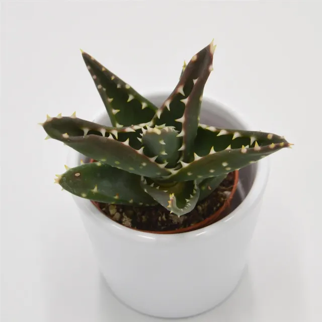 pasiora-aloe-mitriformis-sukkulente-5-5cm-topf image 1