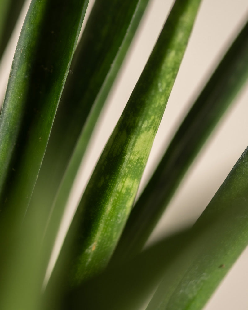 feey-sansevieria-friends-zimmerpflanze-im-14-cm-topf image 2