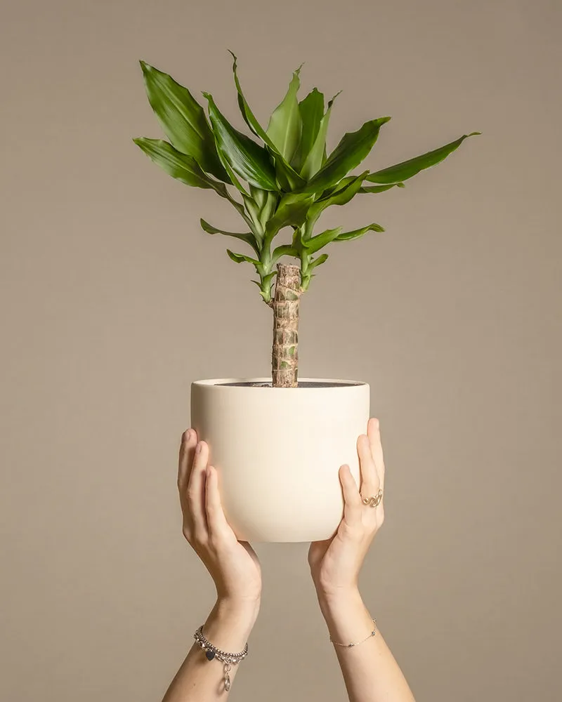 feey-drachenbaum-dracaena-fragrans-zimmerpflanze-klein image 1