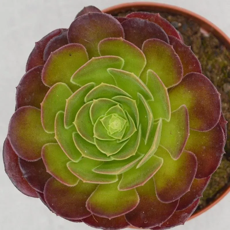 pasiora-aeonium-arboreum-velours-sukkulente-12cm image 1