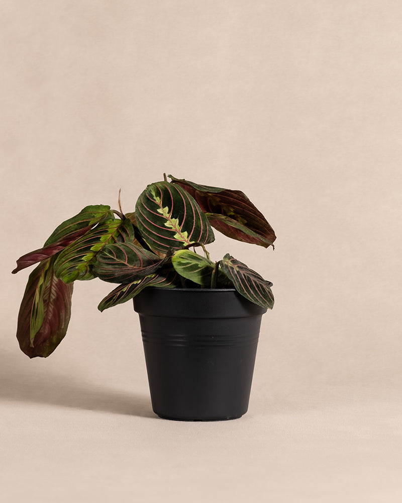 feey-maranta-leuconeura-tricolor-pfeilwurz-prayer-plant-zimmerpflanze image 3
