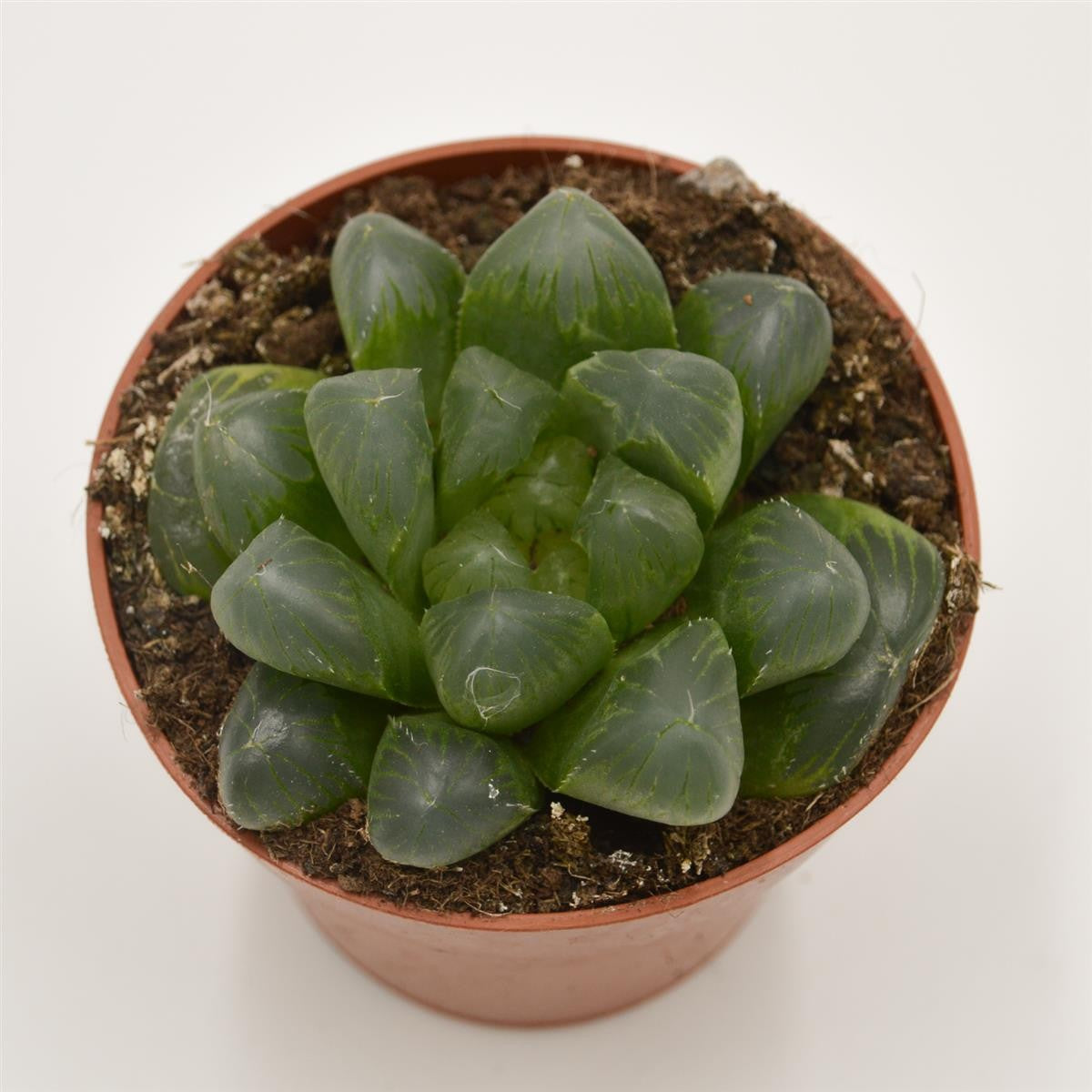 pasiora-haworthia-cooperi-var-obtusa-sukkulente-8-5cm-topf image 2