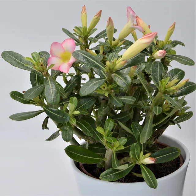 pasiora-adenium-obesum-pink-star-w-stenrose-14cm-topf image 1