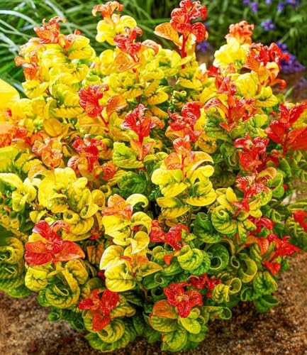 baldur-garten-traubenheide-curly-gold-im-2-liter-topf image 7