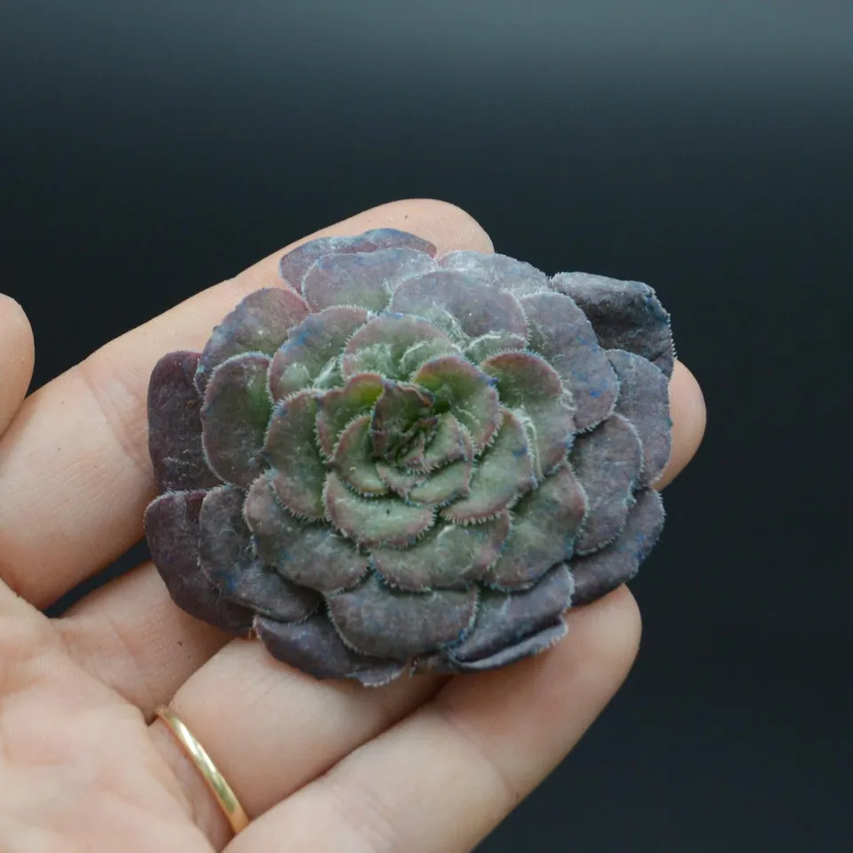pasiora-aeonium-red-king-kong-steckling-sukkulente image 1
