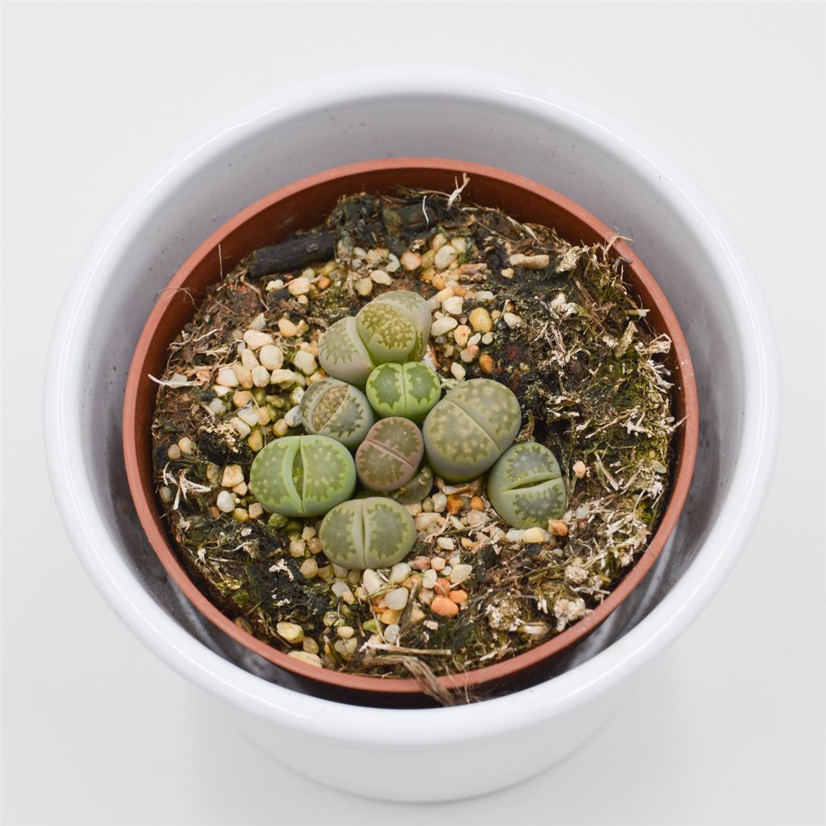 pasiora-lithops-ssp-lebende-steine-8-5cm-topf image 4