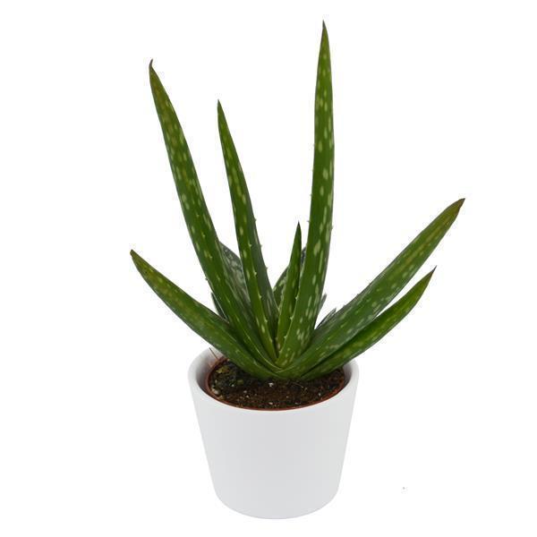 pasiora-aloe-vera-echte-aloe-6-cm-topf image 3