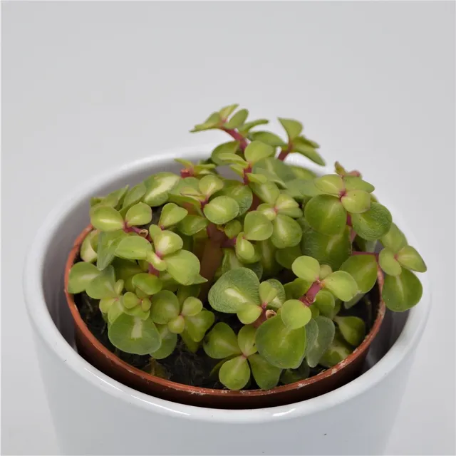 pasiora-portulacaria-afra-mediopicta-sukkulente-8-5cm-topf image 1
