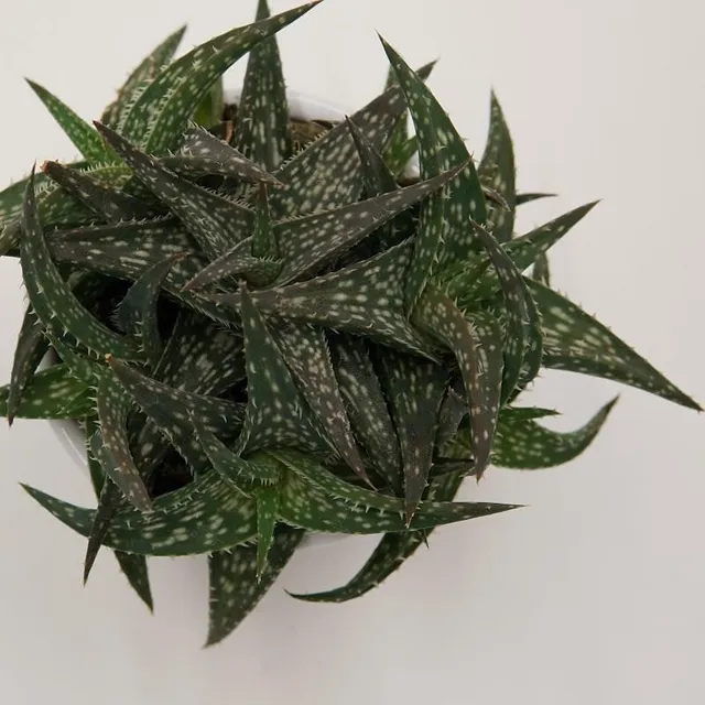 pasiora-aloe-descoingsii-sukkulente-6cm-topf image 1