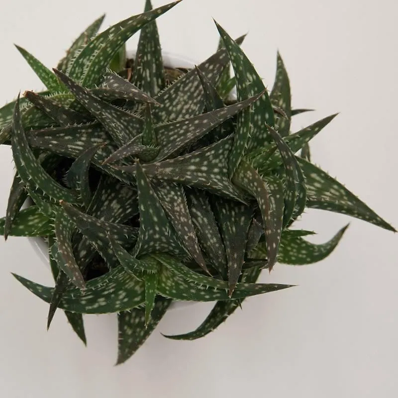pasiora-aloe-descoingsii-sukkulente-6cm-topf image 1