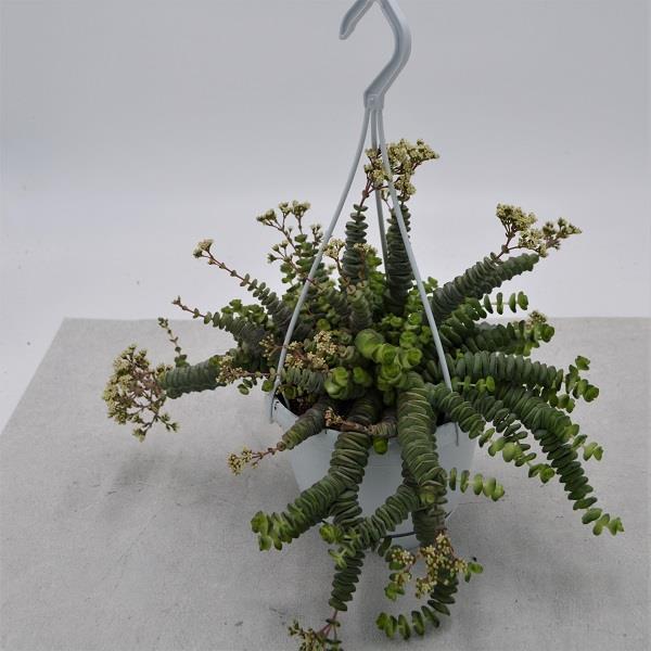 pasiora-crassula-rupestris-marnieriana-h-ngeampel-14cm image 1