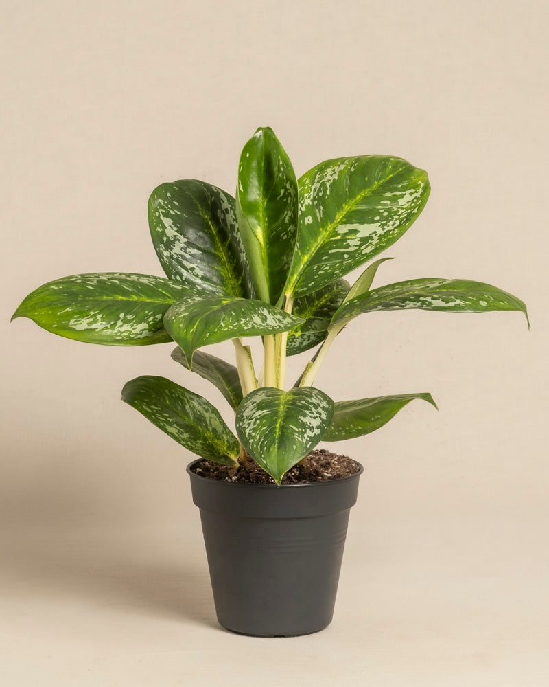 feey-aglaonema-onyx-green-zimmerpflanze-klein-mittel image 3