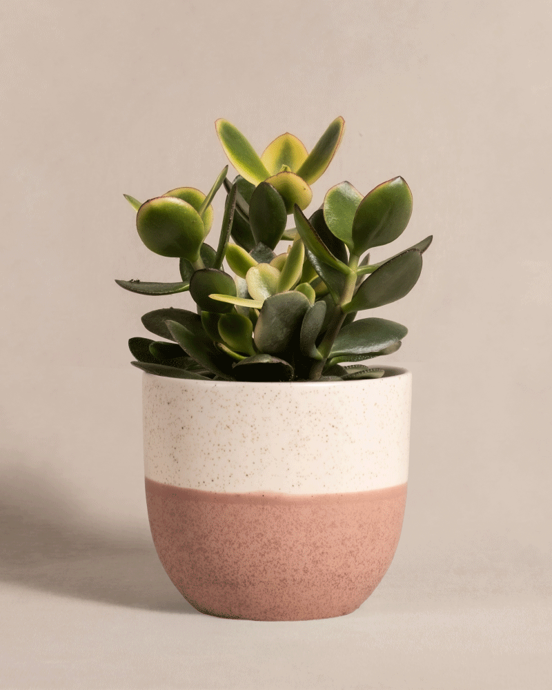 feey-geldbaum-panaschiert-crassula-ovata-topf-14 image 5