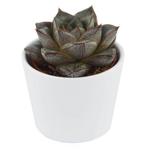 pasiora-echeveria-purpusorum-dionysos-6cm-topf-sukkulente image 3