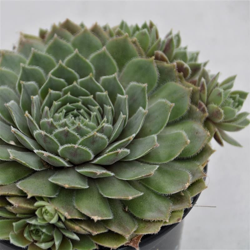 pasiora-sempervivum-hercules-10-5cm-sukkulente image 1