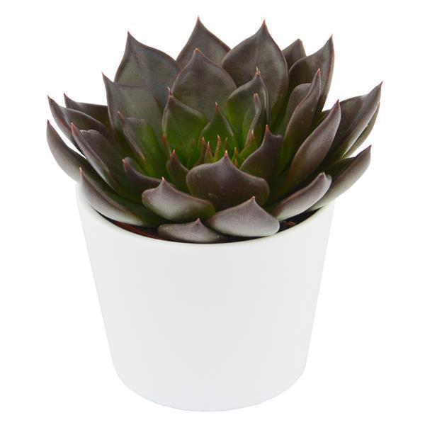 pasiora-echeveria-black-prince-sukkulente-6cm-topf image 3