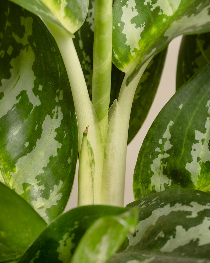 feey-aglaonema-amazon-silver-kolbenfaden-gro image 8