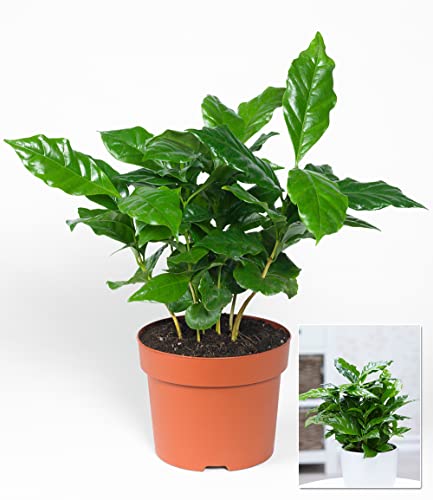 baldur-garten-coffea-arabica-kaffeepflanze-im-12-cm-topf image 6