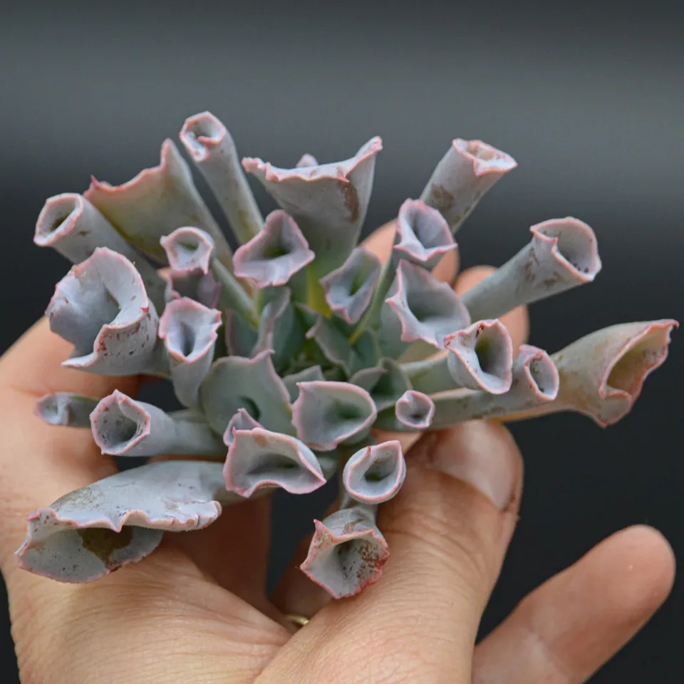 pasiora-echeveria-trumpet-pinky-steckling-indoor-sukkulente image 1