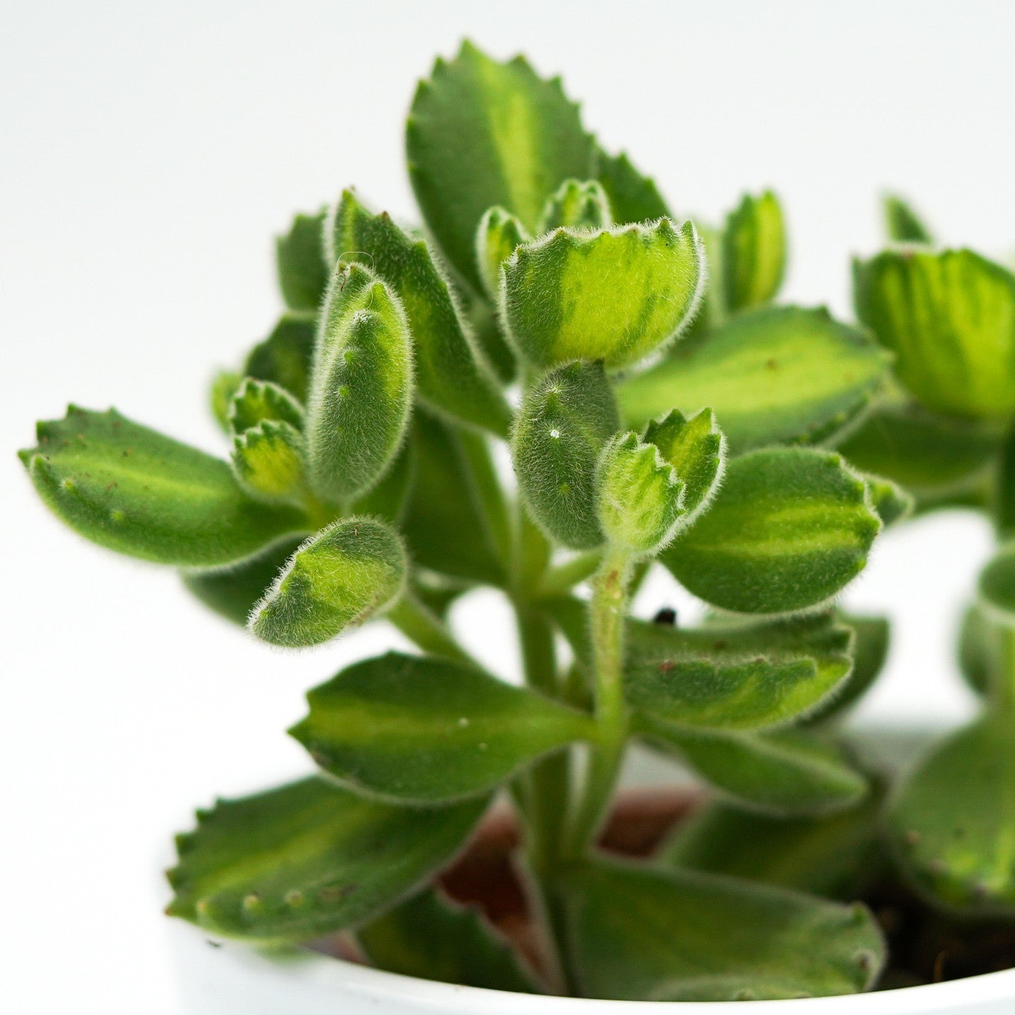 pasiora-cotyledon-tomentosa-lemon-stripe-sukkulente-6cm image 2