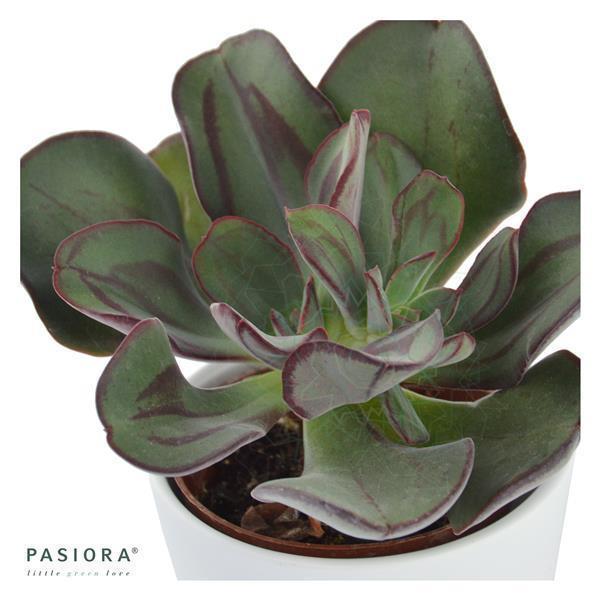 pasiora-echeveria-nodulosa-echeverie-6cm-topf image 2