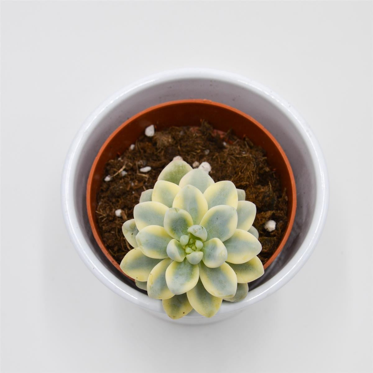 pasiora-sedum-clavatum-f-variegata-sukkulente-im-8-5cm-topf image 2